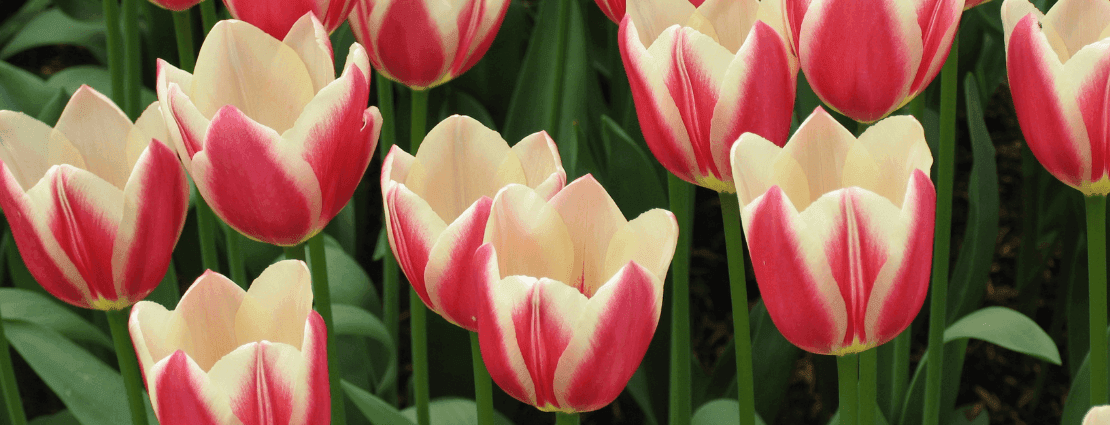 Blog Header (37).png